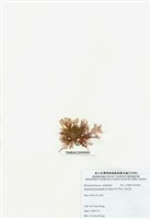藏品(浪花藻)的圖片